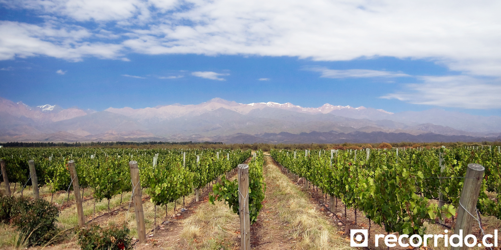 Viña en Mendoza, Argentina