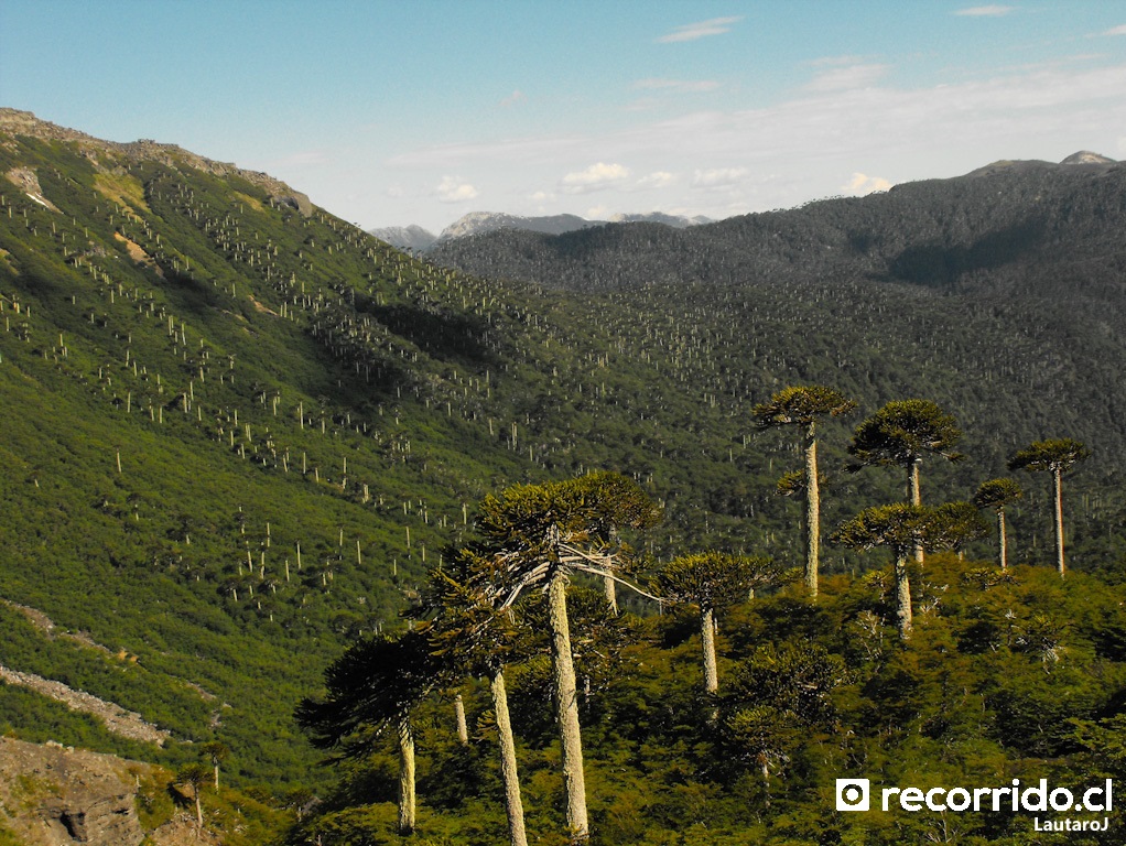 Bosque de araucarias en Parque Conguillio