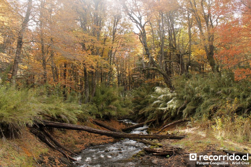 Parque Nacional Conguillío en otoño