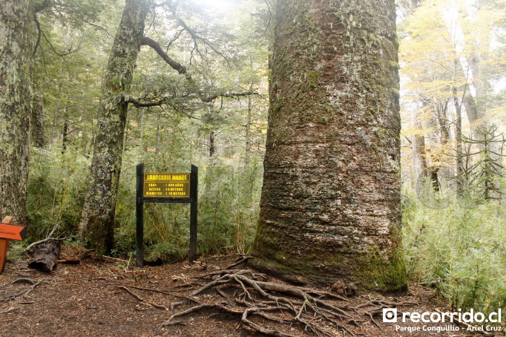 Araucaria Madre en Parque Nacional Conguillío